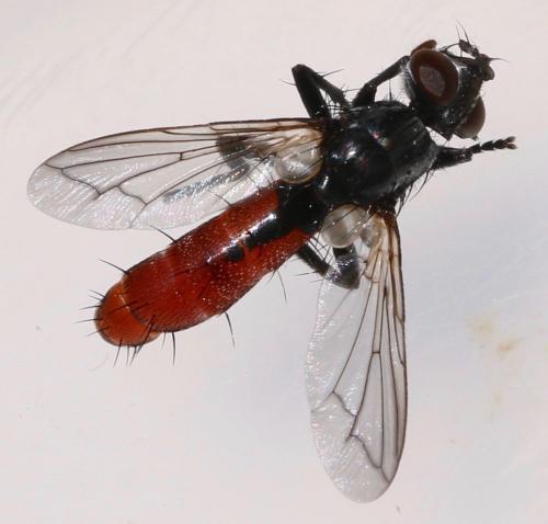 Réf. 324 131 : Cylindromyia bicolor